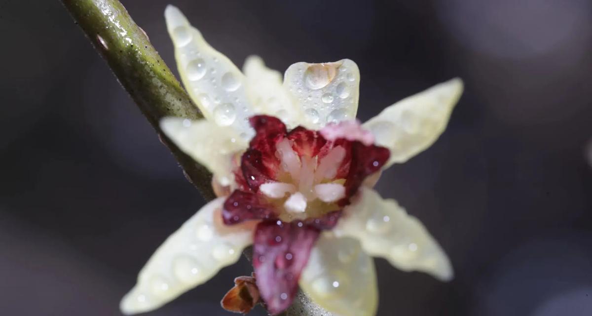 白色腊梅手捧花代表什么？白色腊梅的花语是什么？