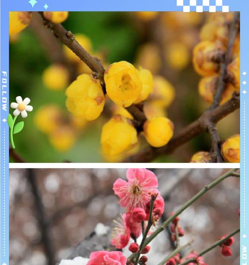 白色腊梅手捧花代表什么？白色腊梅的花语是什么？
