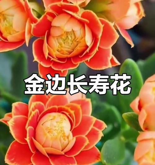 哪种花象征健康和长寿？