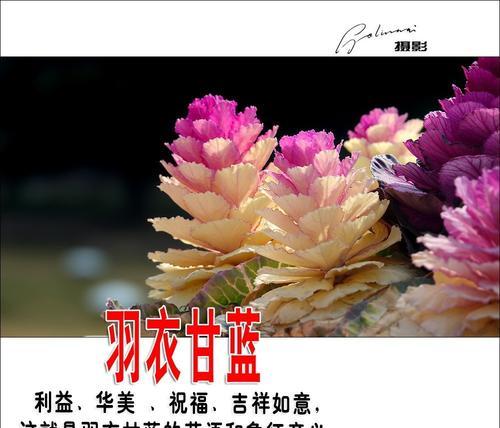 12朵混搭颜色花的寓意是什么？如意榕花语又有哪些含义？