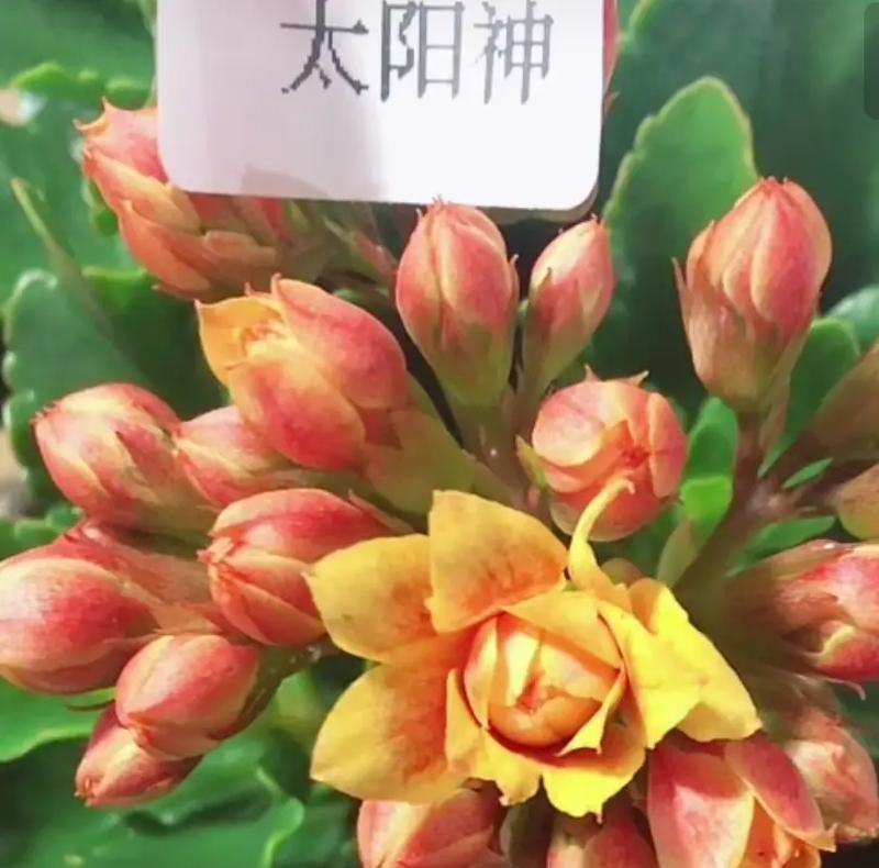 艾利克斯长寿花的寓意是什么？它象征着怎样的祝福？