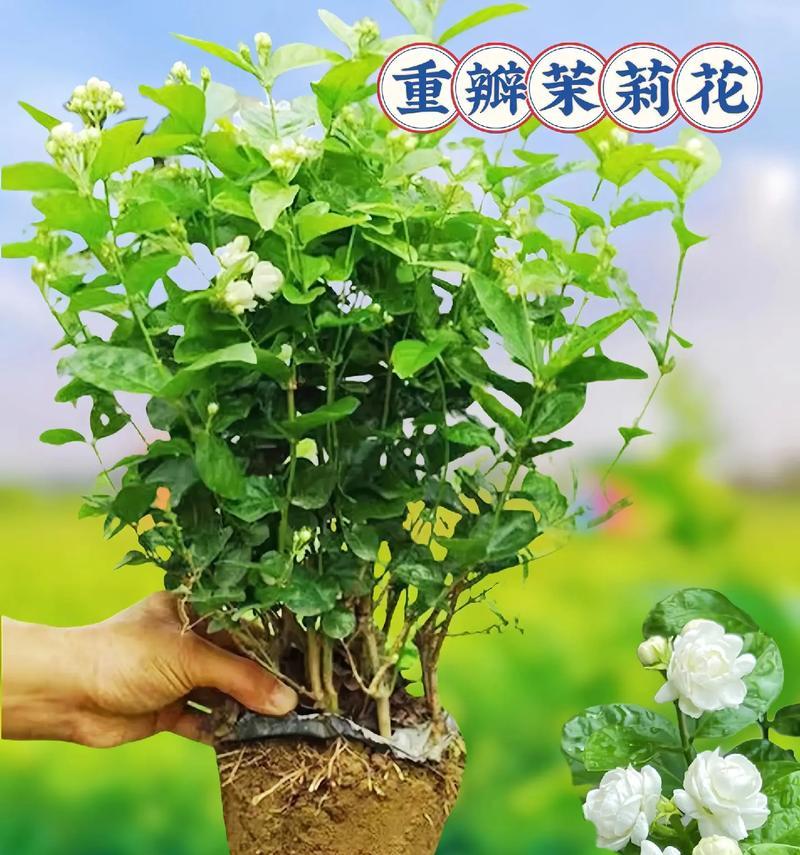 白色茉莉花象征着什么纯洁的含义？