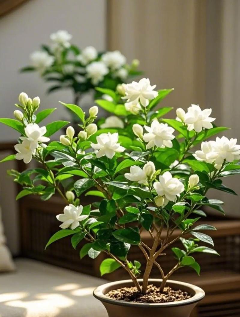 白色茉莉花象征着什么纯洁的含义？