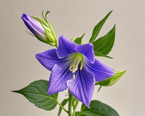 桔梗花颜色搭配的寓意是什么？如何选择桔梗花颜色？