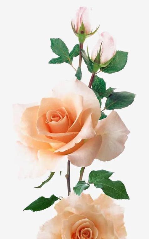 花的颜色有哪些象征意义？不同颜色的花代表什么？