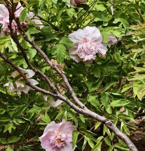 牡丹花节是怎么来的？它的意义是什么？