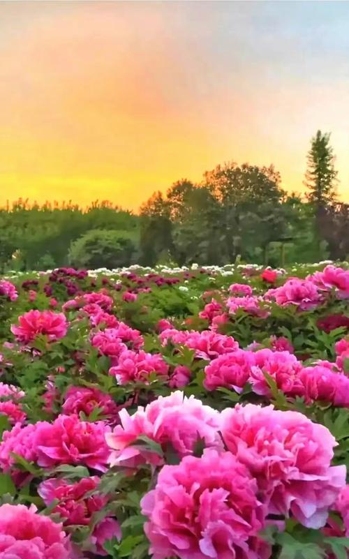 牡丹花节是怎么来的？它的意义是什么？
