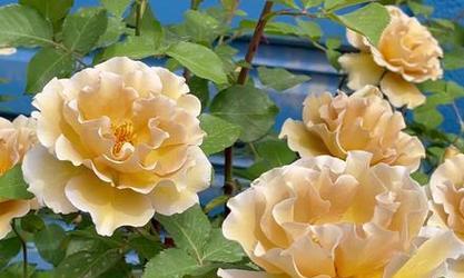 金色月季花代表了什么？