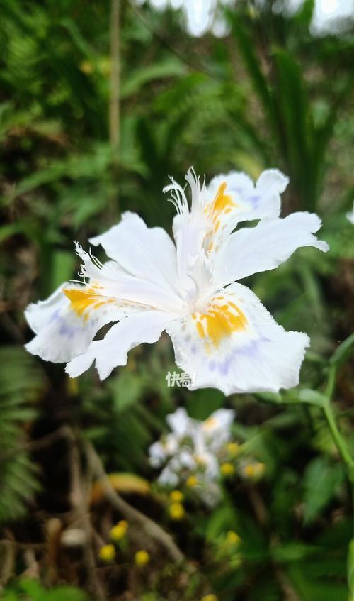 哪些花象征友谊和爱情？友谊和爱情的花有哪些？