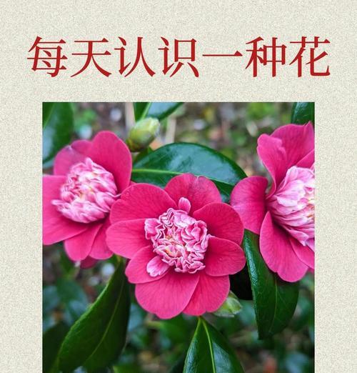 哪种花象征着佛的爱情？它的寓意是什么？