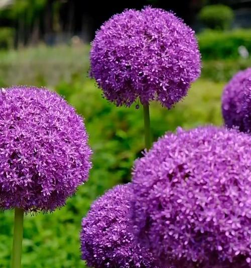 紫色带白色花的寓意是什么？紫色带白色花代表什么？