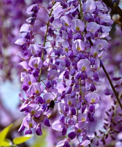 紫色带白色花的寓意是什么？紫色带白色花代表什么？
