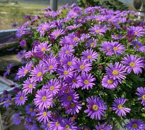 紫色带白色花的寓意是什么？紫色带白色花代表什么？