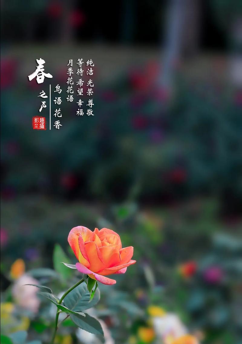 康庄幸福的花语是什么？哪种花寓意康庄幸福？