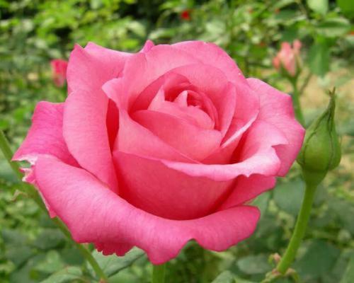 康庄幸福的花语是什么？哪种花寓意康庄幸福？