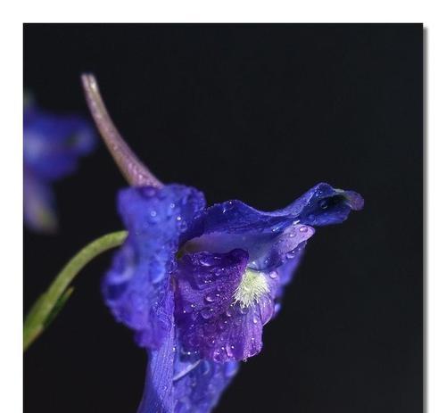深蓝色花的寓意是什么？