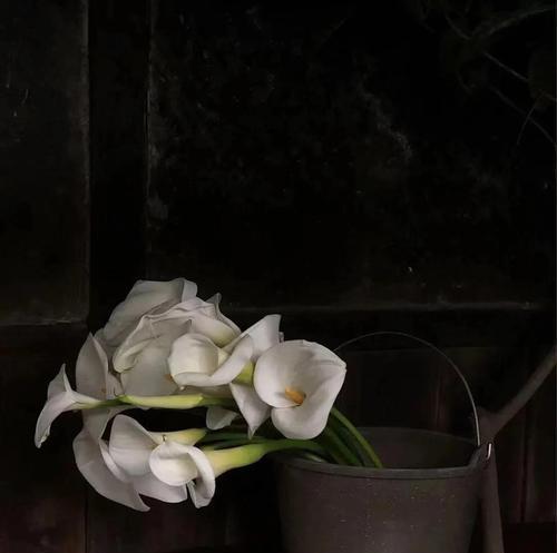 黑色马蹄手捧花有何寓意？黑色马蹄花的象征意义是什么？