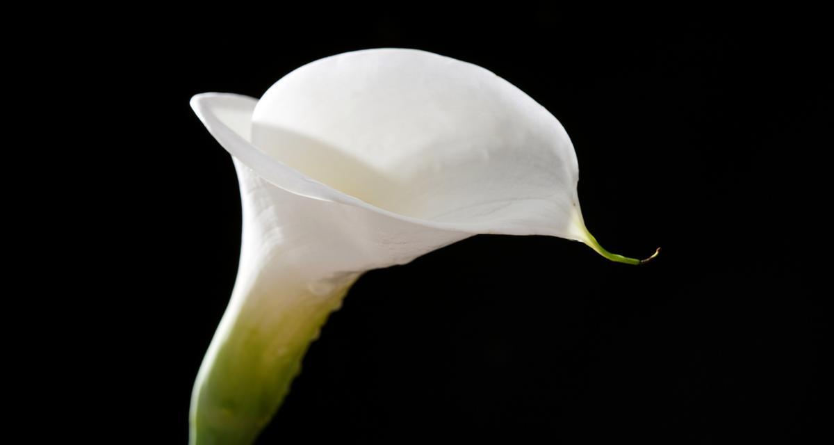 黑色马蹄手捧花有何寓意？黑色马蹄花的象征意义是什么？