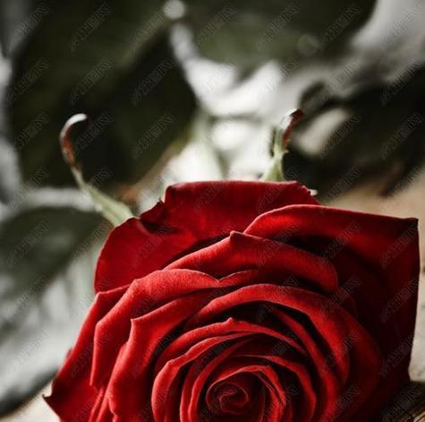 红色的玫瑰花什么寓意？红色玫瑰花代表了什么？