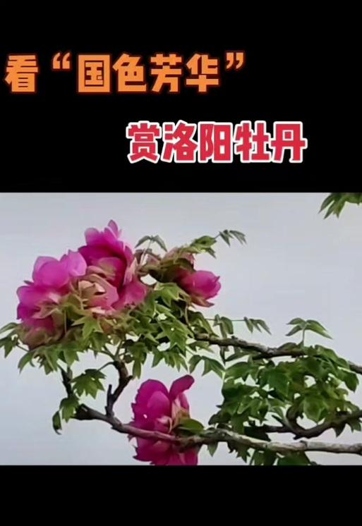 天香国色的花语是什么？它有什么寓意？