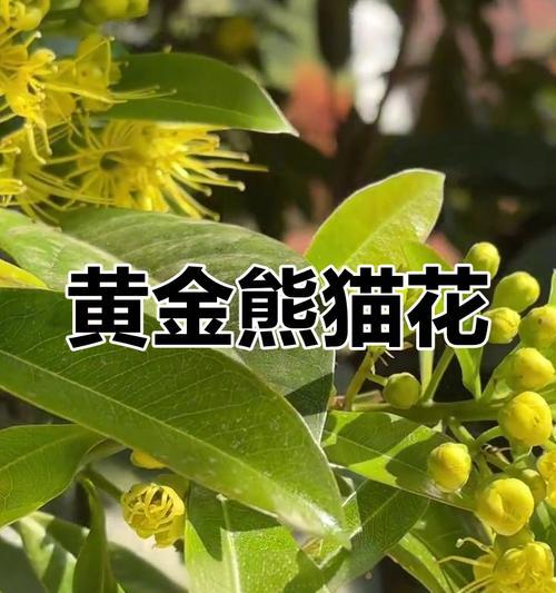 黄色的花通常象征什么？黄色花的象征意义有哪些？