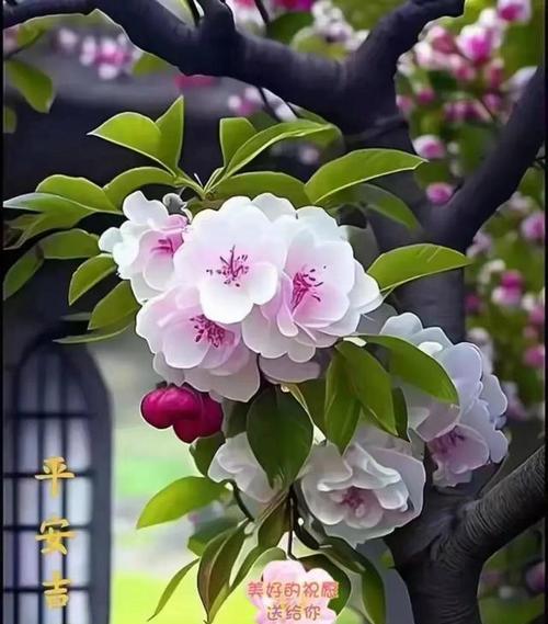 哪些花卉的寓意代表着祝福？