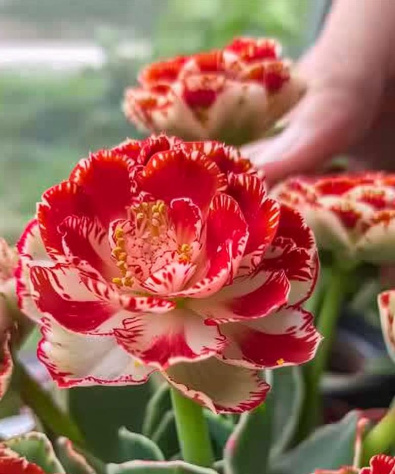 哪些花寓意老人健康长寿？