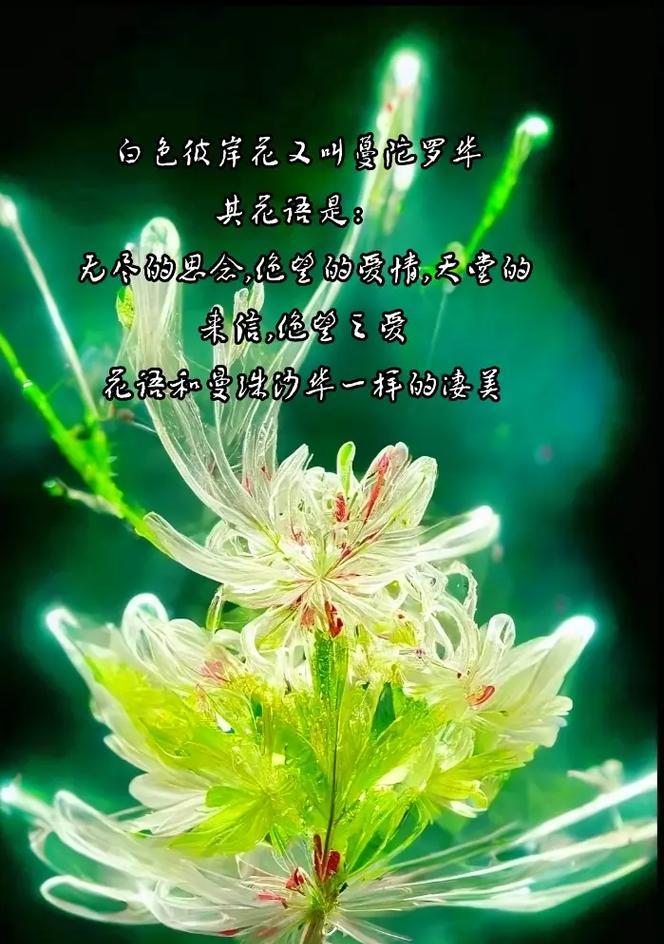 白色风雨花的花语是什么？