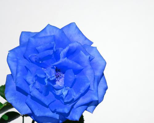 蓝色妖姬象征着什么？它的寓意是什么？