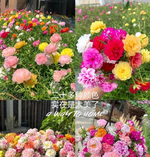 太阳花橙色和红色的寓意是什么？它们在文化中象征着什么？