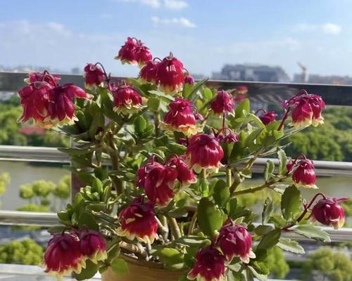 室内摆放哪种花寓意祝福？它们各自代表什么？