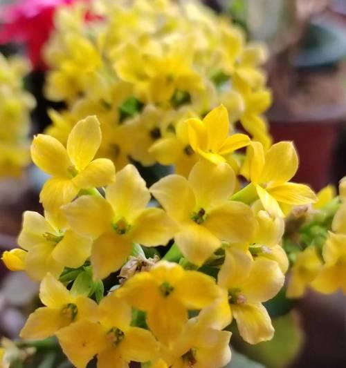 长寿花寓意好吗？长寿花的花语和象征意义是什么？