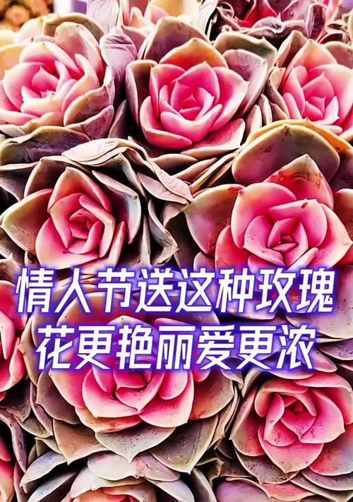 情人节送什么花代表什么寓意？每种花背后的情感含义是什么？