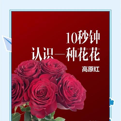 情人节送什么花代表什么寓意？每种花背后的情感含义是什么？