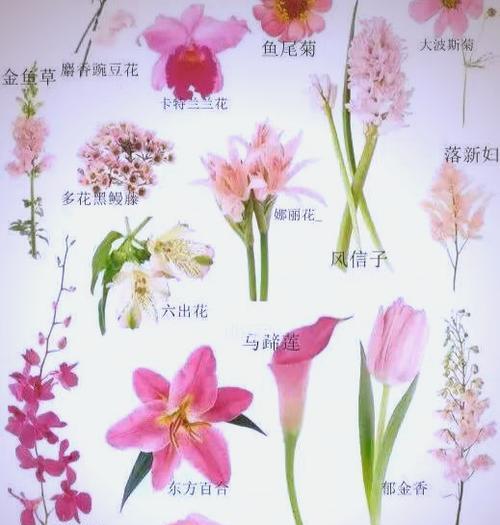 杂花手捧花有何含义和寓意？它的象征是什么？