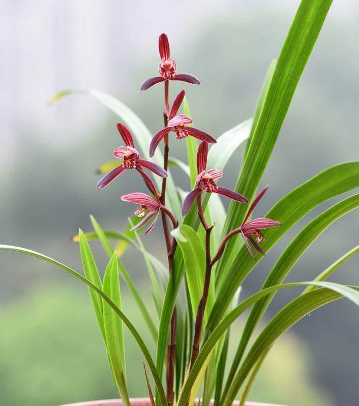 绿色花卉通常象征着什么？