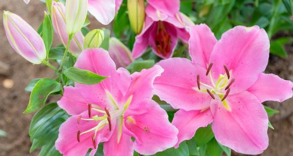粉色白合花的寓意是什么？粉色百合花象征什么？
