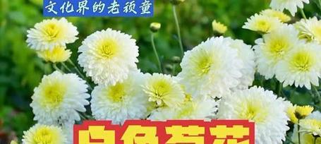 什么花是白色的寓意是什么？