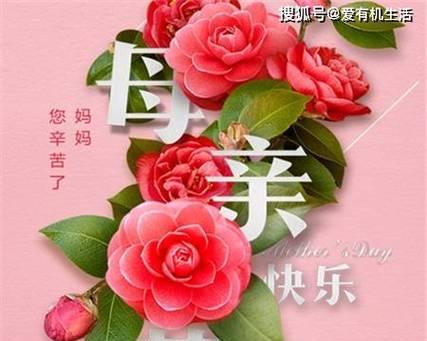 送母亲花的配色有何寓意？不同颜色的花代表什么？