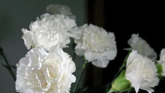 送母亲花的配色有何寓意？不同颜色的花代表什么？
