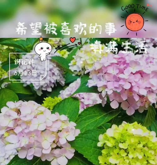 紫色海芋手捧花代表什么？手捧花的寓意有哪些？