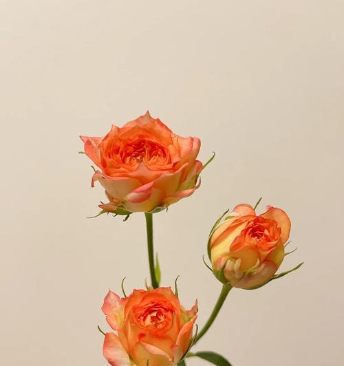 浪漫爱人花的寓意是什么？哪种花最能代表浪漫爱情？