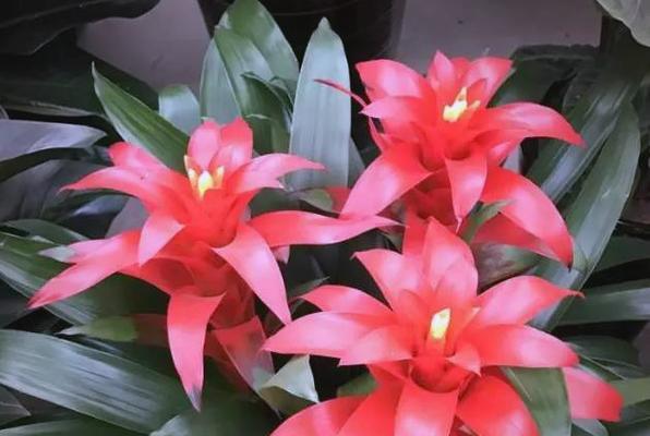 哪些花象征着美好和吉祥？美好吉祥花的寓意是什么？