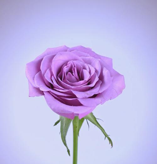 紫色玫瑰花做蛋糕代表什么？紫色玫瑰花做蛋糕的寓意是什么？