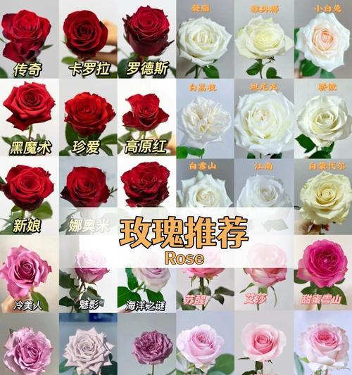 玫瑰花的寓意祝福有哪些？