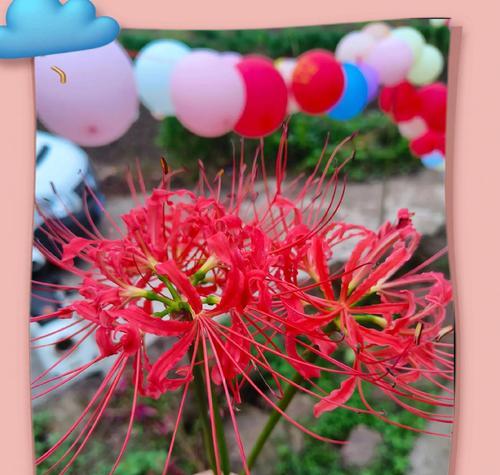 彼岸花的浪漫寓意和花语是什么？