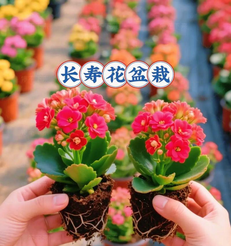 哪种花象征长寿和健康？长寿健康树的花语是什么？