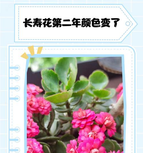 粉白色长寿花的寓意是什么？它代表了什么？