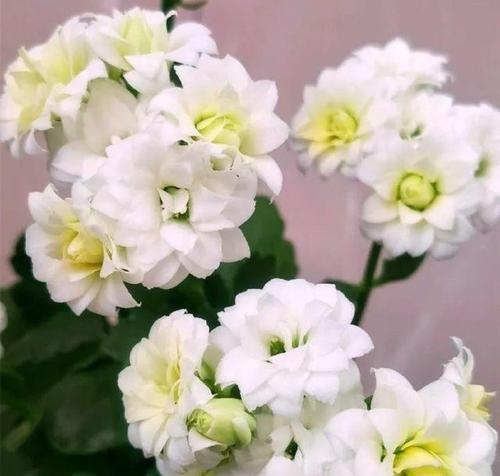 粉白色长寿花的寓意是什么？它代表了什么？