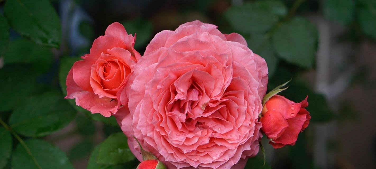 红色月季花象征着什么？送红色月季花的寓意是什么？
